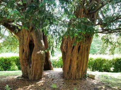 Alton Priors Yew