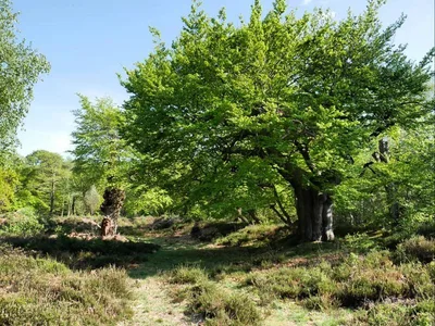 Hartley Court Moat, Burnham Beeches.