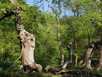 Hartley Court Moat, Burnham Beeches. — photo 2