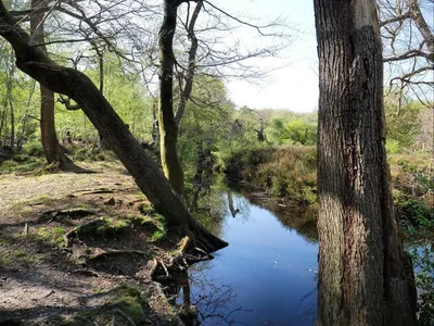 Hartley Court Moat, Burnham Beeches. — photo 3