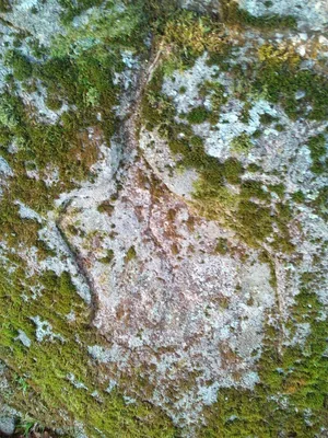 Rochers gravés des Vaulx — photo 2
