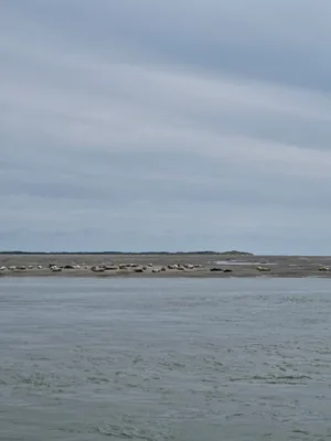 Baie d'authie — photo 3