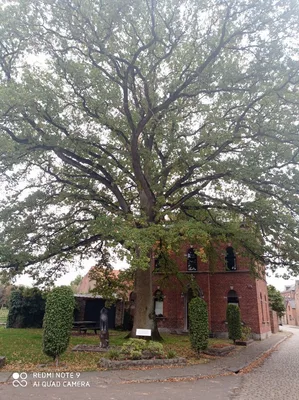 L'arbre au leux — photo 2