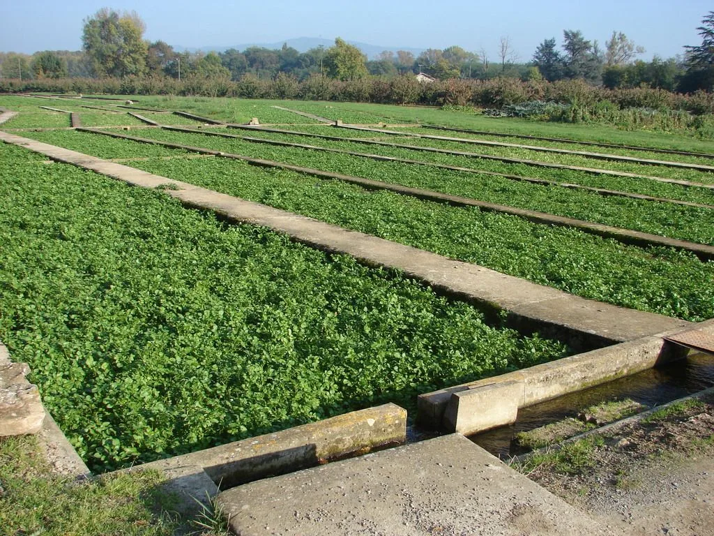 La cressonnière de Lozanne