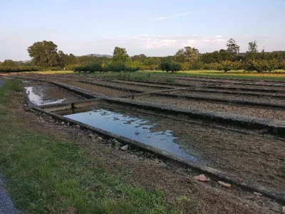 La cressonnière de Lozanne — photo 2
