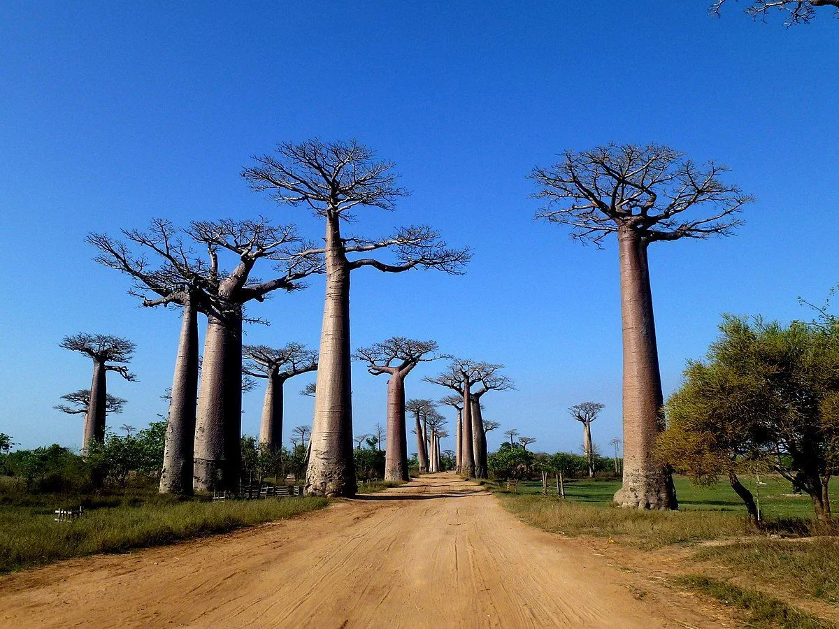 Allée des Baobabs