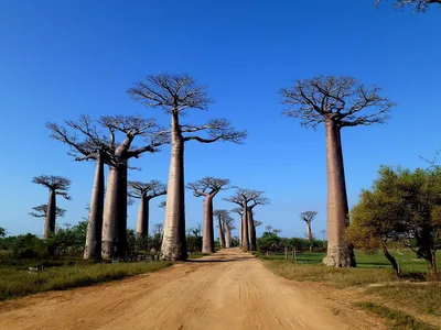 Allée des Baobabs — photo 1