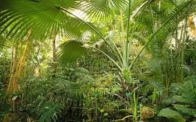 Poznan Palm House — photo 2
