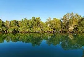 Mangrove de Belo-sur-Mer