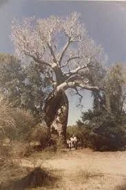 Baobab amoureux