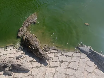Croc Farm Ivato
