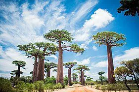 Allée des Baobabs — photo 2