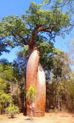 Baobab amoureux — photo 2