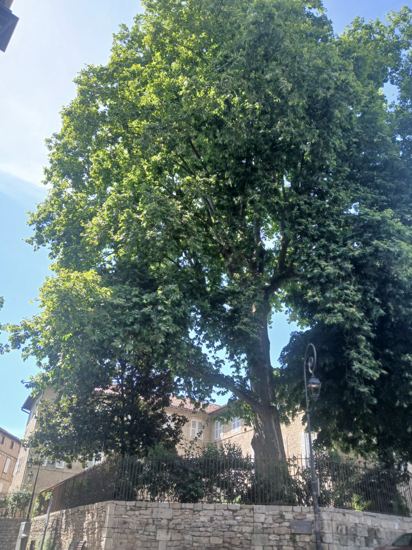 Platane centenaire