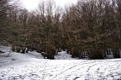 Parco dei Nebrodi — photo 5