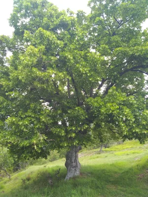La crête du Tilleul — photo 3