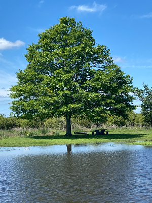 Repos naturel de saint Joachim