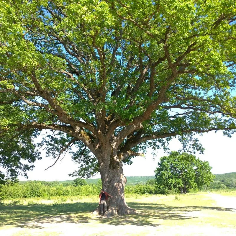 Father Oak