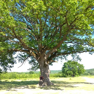 Father Oak