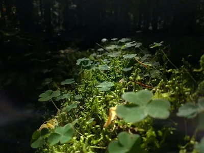 Arkhyz — photo 9
