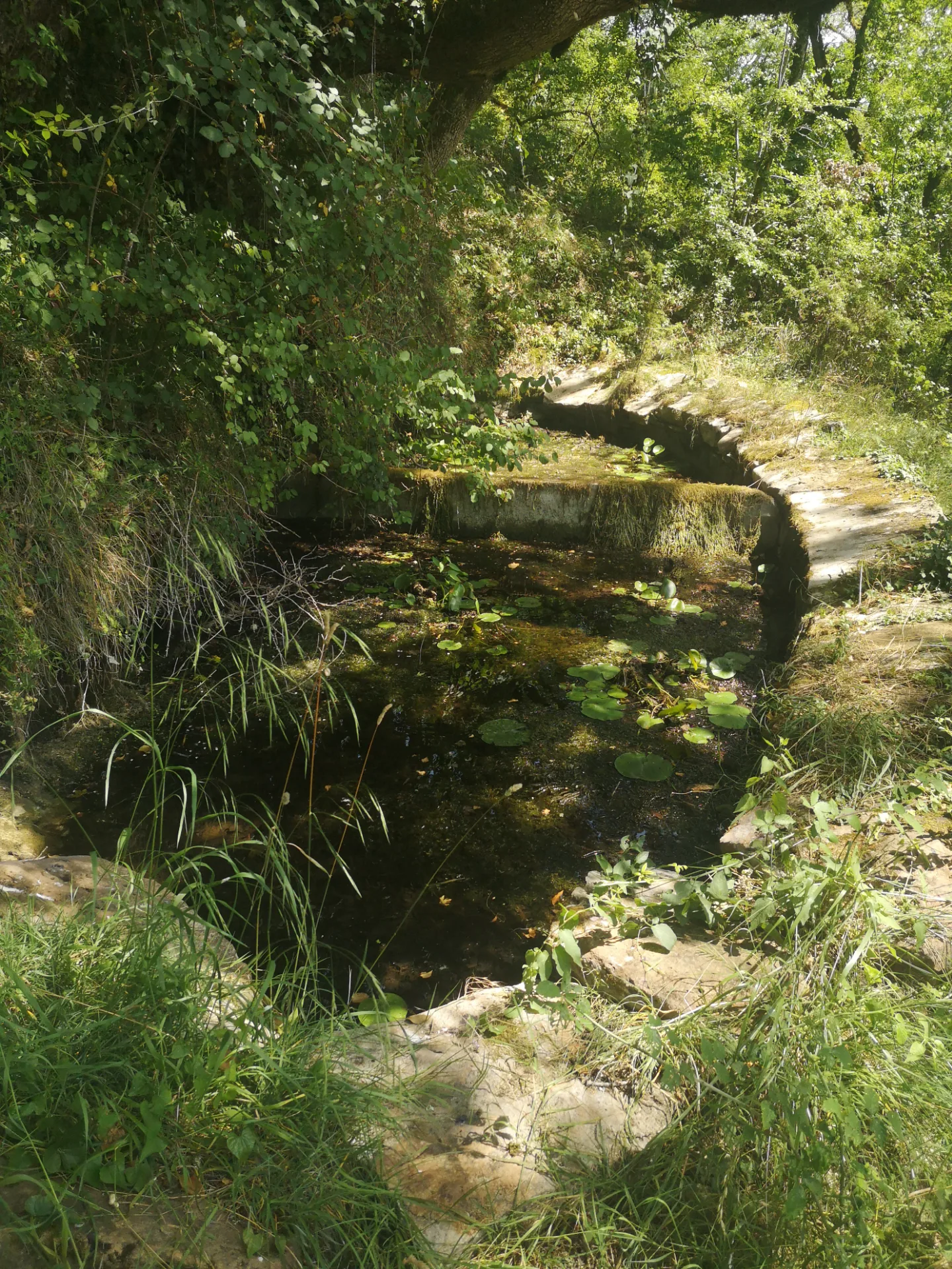 Source du Mas de Fraysse