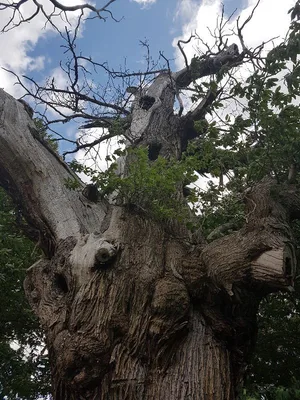 Châtaignier du pas aux biches — photo 1