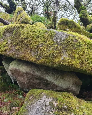Wistman's Wood