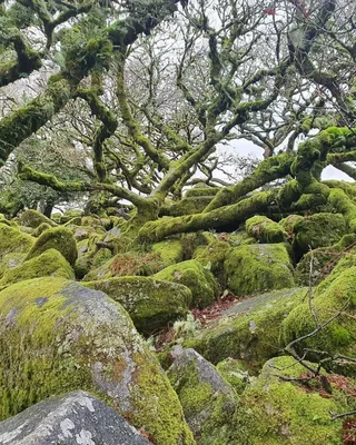 Wistman's Wood — photo 2