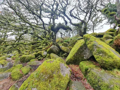 Wistman's Wood — photo 4