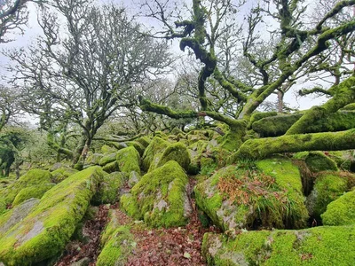 Wistman's Wood — photo 5