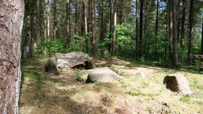 Großsteingräber im Giersfeld — photo 4