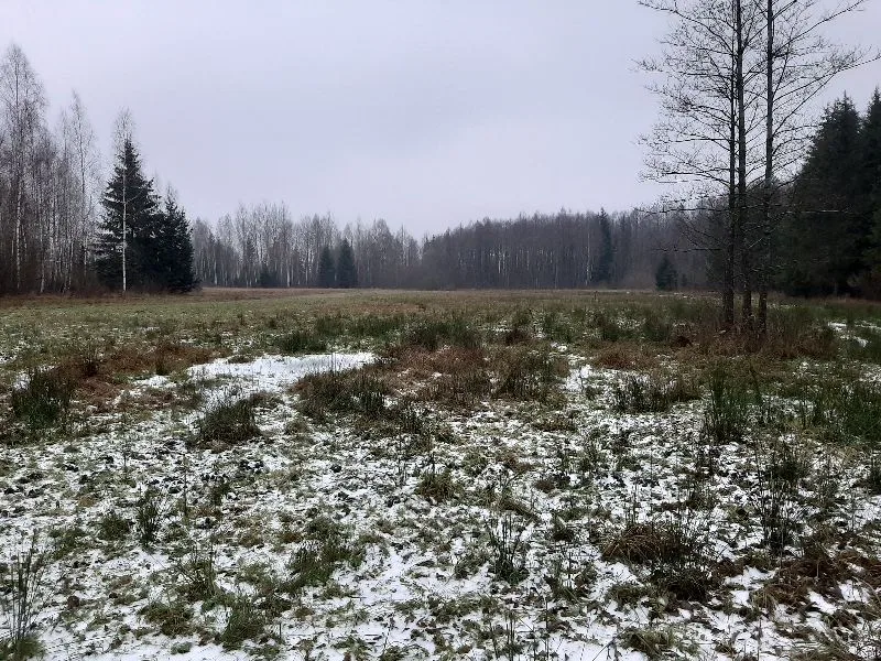 Białowieża forest