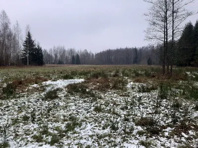 Białowieża forest — photo 1