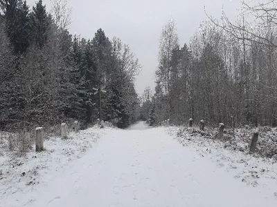Białowieża forest — photo 2