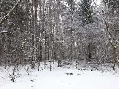 Białowieża forest — photo 3