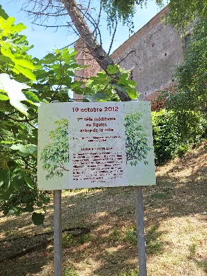 Le figuier Verfeillois — photo 2