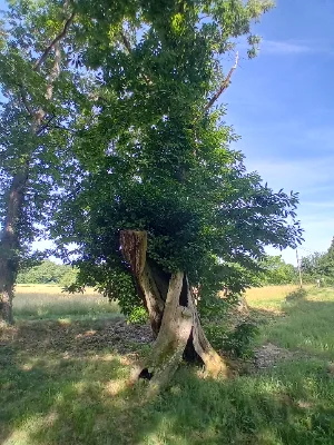 Ancienne châtaigneraie de Caminel — photo 7