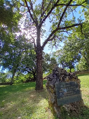 Chêne de commémoration de la révolution — photo 1