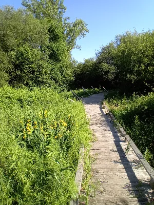 Zone humide de la clède — photo 3