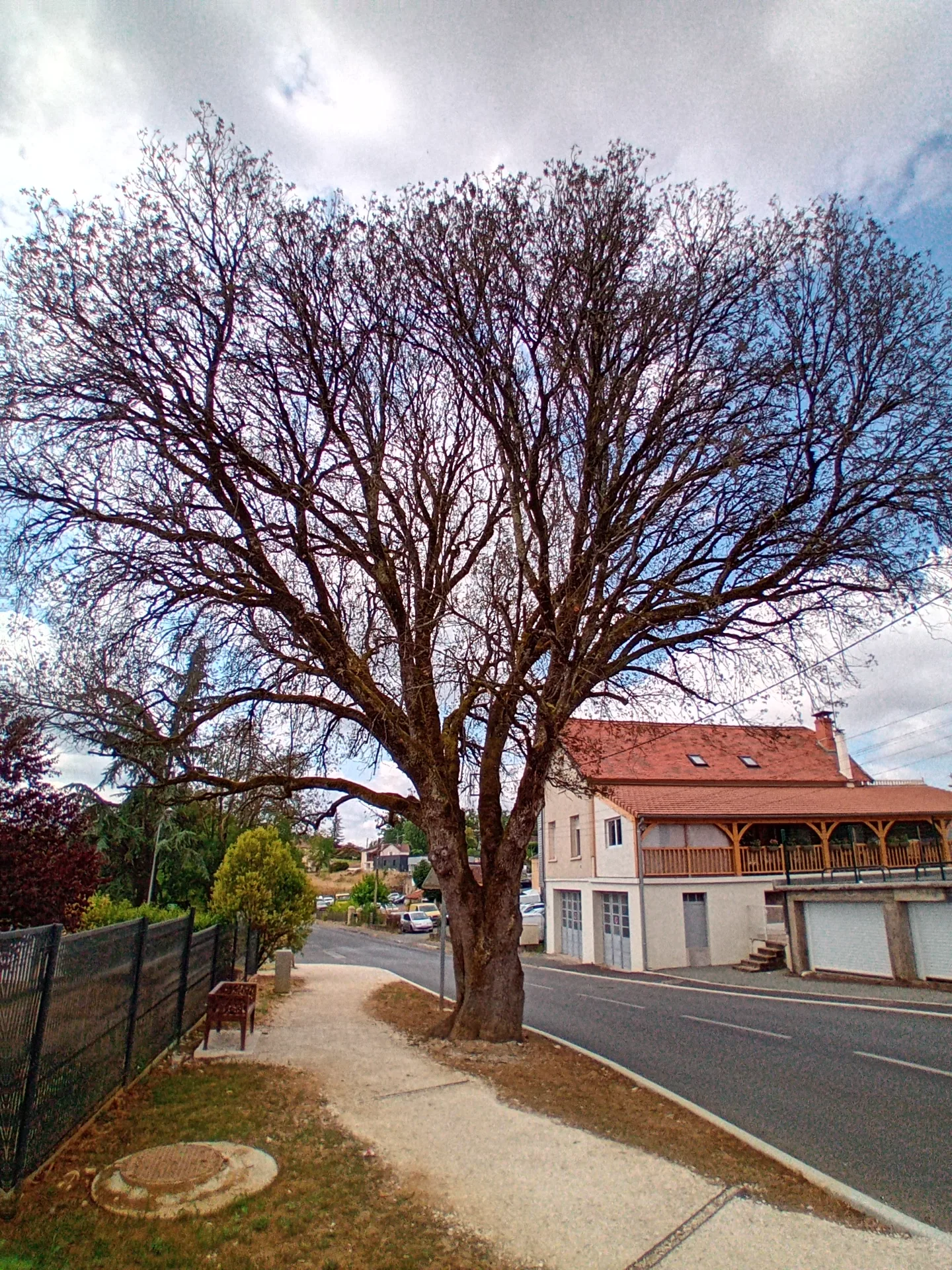 Chêne vert des maladrerie