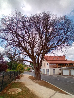 Chêne vert des maladrerie — photo 1