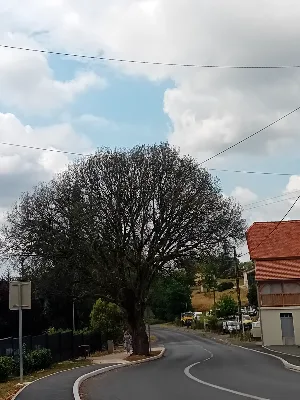 Chêne vert des maladrerie — photo 2