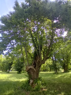 Ancienne châtaigneraie de Caminel — photo 9