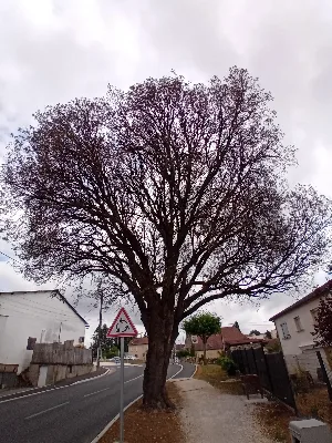 Chêne vert des maladrerie — photo 3