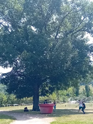 Chêne de Londieu — photo 3