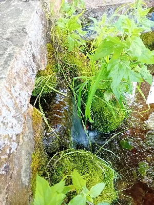 Source des vitarelles — photo 2