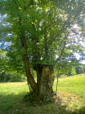 Ancienne châtaigneraie de Caminel — photo 8