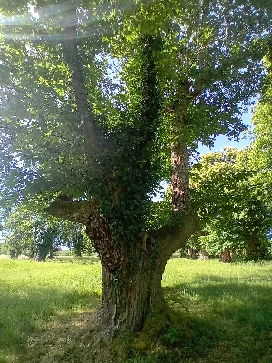 Ancienne châtaigneraie de Caminel — photo 6
