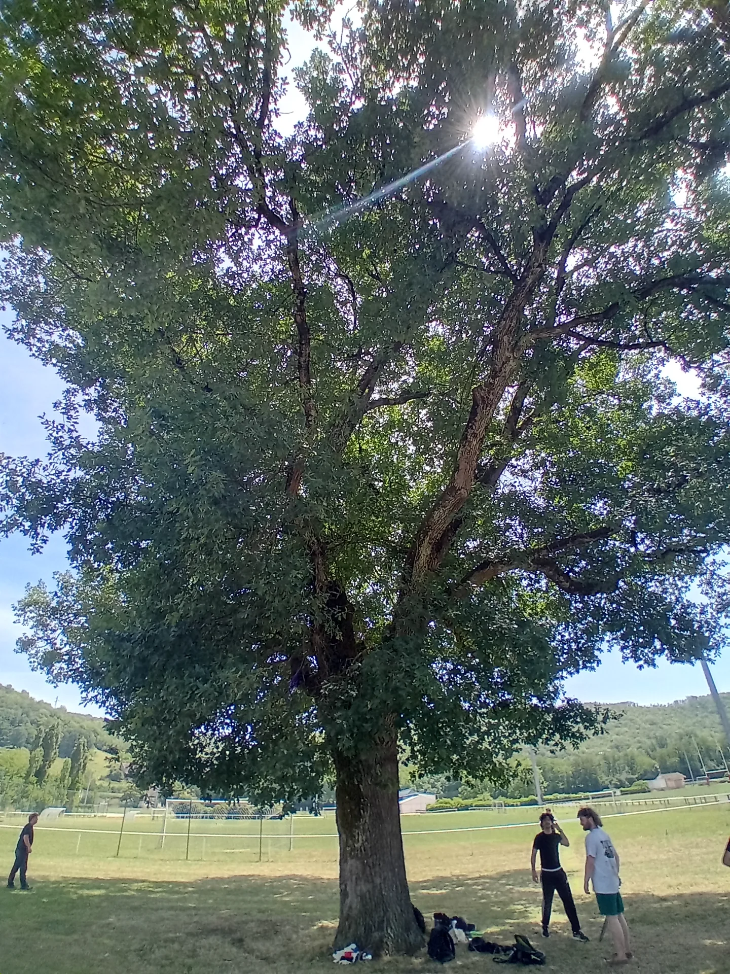 Chêne de Londieu