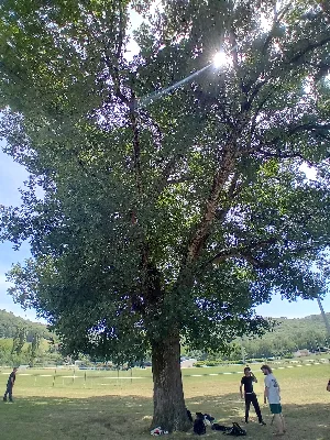 Chêne de Londieu — photo 1